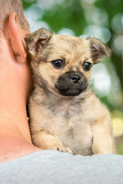 istock Little puppy sitting on shoulder 1251347580