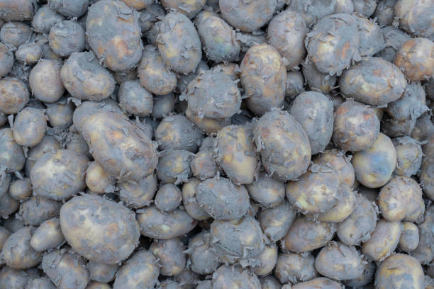 istock Vegetables for sale, Kolkata, India. 1251348298