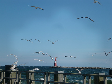 Seagulls at Warnemünde in Rostock, Germany