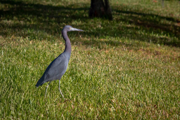 istock Little Blue Heron on a Lawn, Florida 1251349804