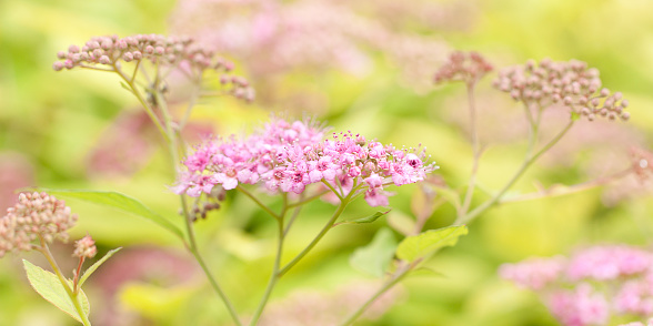spirea branch with delicate pink flowers and fresh foliage