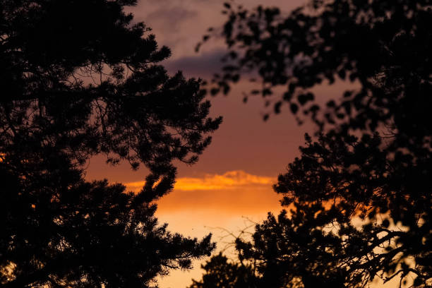 istock Orange sky at sunset through the branches of pines. sky through 1251350577
