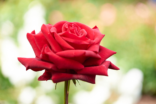 Single red rose