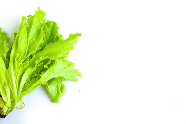 istock Fresh green salad leafs isolated on white background, copy space for the text 1251351024