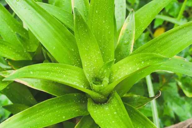 Dracaena green leaves , fresh green Dracaena fragrans or Cornstalk dracaena tree.