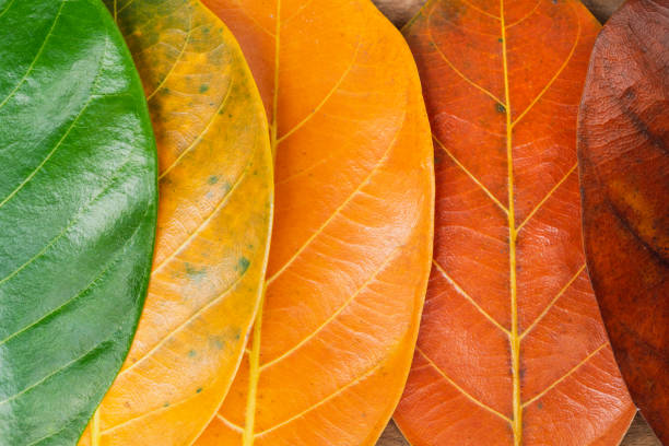 istock Autumn composition, colorful leaves in a row. 1251352172