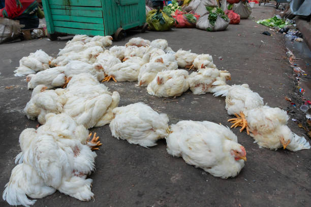 istock Chickens for sale, Kolkata, India 1251352199