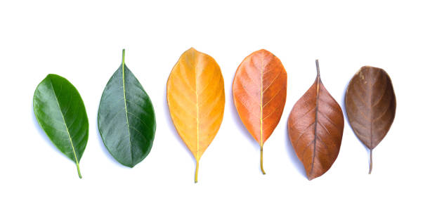 istock Autumn composition, colorful leaves in a row. 1251352312