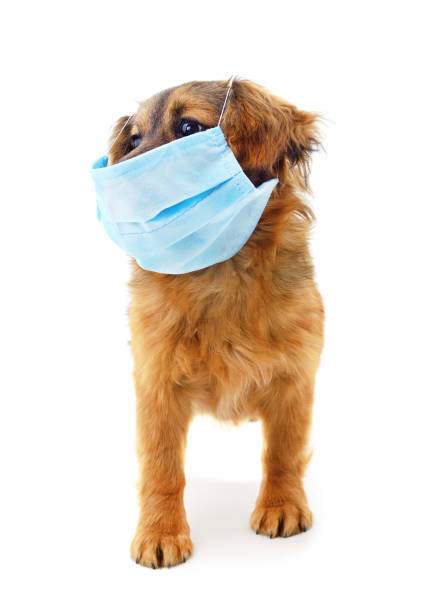 istock Dog in medical mask. 1251352368