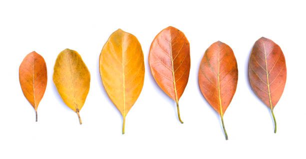 istock Autumn composition, colorful leaves in a row. 1251352376