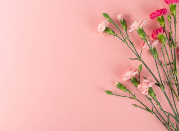 istock Fresh Carnation Flower Bouquet Dianthus or Schabaud 1251352424