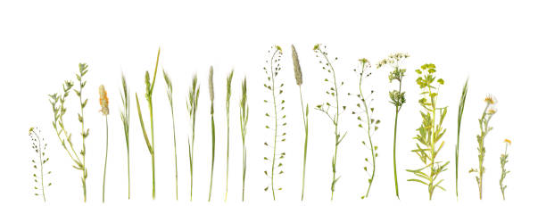 istock Pressed Dried Herbarium of Various Plants Isolated 1251352476