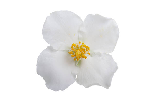istock beautiful jasmine flower 1251352589