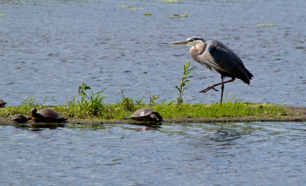 istock Great blue heron and turtles 1251352780