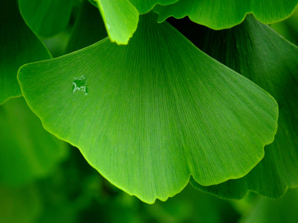 isolated Ginkgo Biloba tree leaf. herbal and home medicine concept stock photo