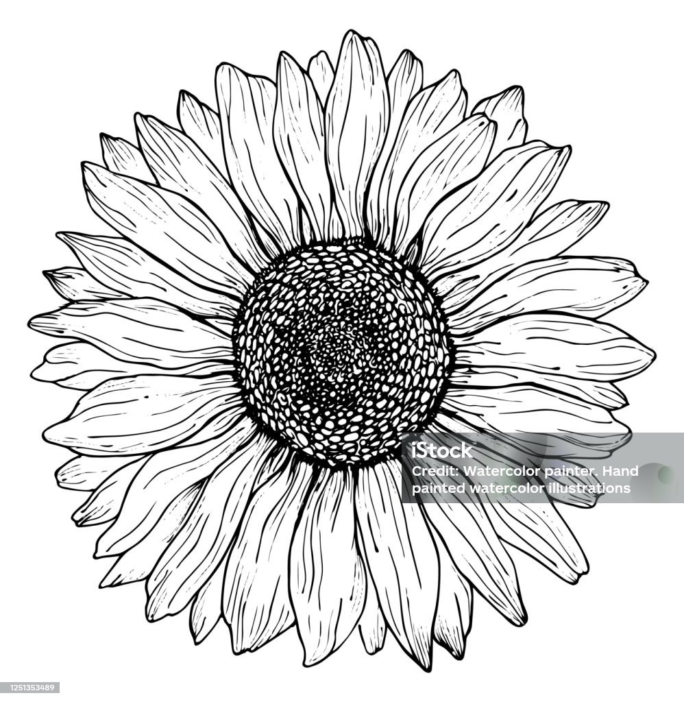 Art noir de ligne de tournesol de contour isolé sur le fond blanc. Illustration botanique de vecteur de dessin de main. - clipart vectoriel de Tournesol libre de droits