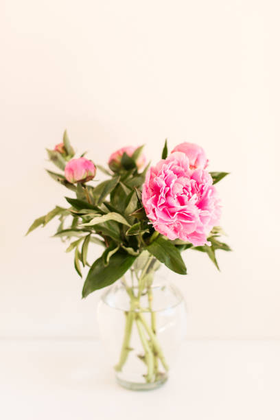 istock Bright Pink Peony Flowers Beginning to Bloom 1251353617