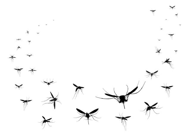 Flying mosquitoes silhouettes group. Flying insects swarm spreading diseases dangerous infection and viruses, black wave vector gnats Flying mosquitoes silhouettes group. Flying insects swarm spreading diseases dangerous infection and viruses, black wave vector gnats. Mosquito insect silhouette isolated, gnat malaria illustration midge fly stock illustrations
