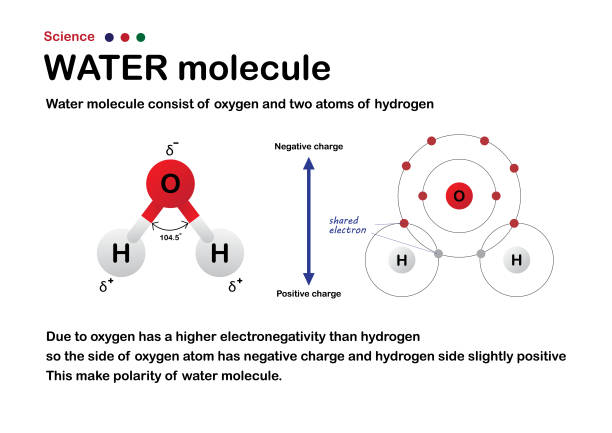 ilustrações, clipart, desenhos animados e ícones de diagrama científico mostra molécula de água com ligação de oxigênio e hidrogênio - hydrogen bond