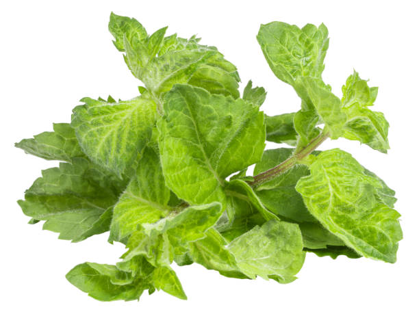 istock Fresh mint leaves isolated on white  background 1251355702