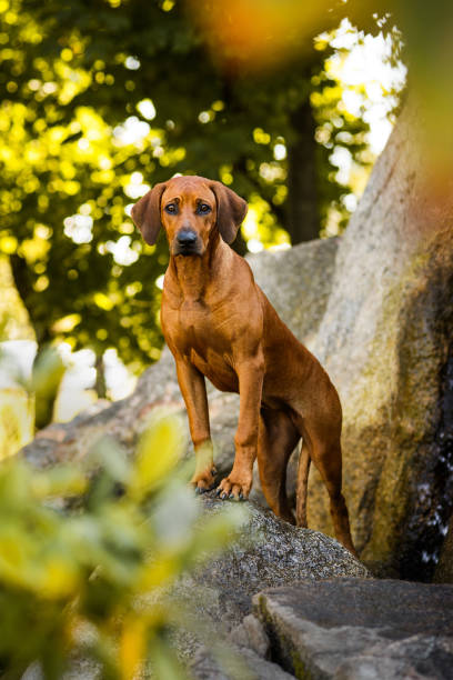 istock Attentive Rhodesian Ridgeback standing on rock at beautiful landscape 1251355727