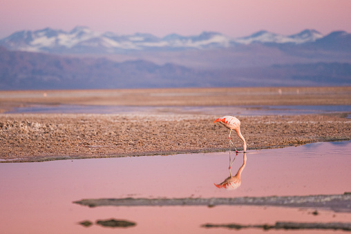 flamingo on the north of chile, san pedro de atacama on sunset