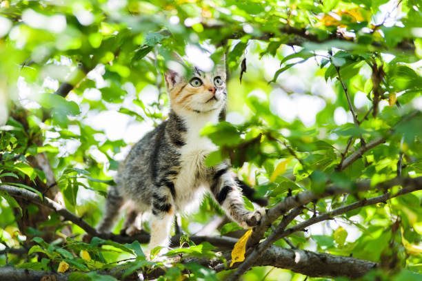 istock Cute curious kitten cat climbing tree ready to jump 1251356676