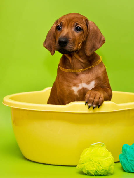 istock rhodesian ridgeback puppy bathing in yellow basin surrounded with bubbles 1251356714