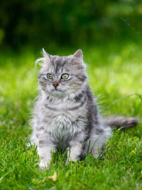 istock grey fluffy silly face cat hunting in grass chasing toy 1251356755