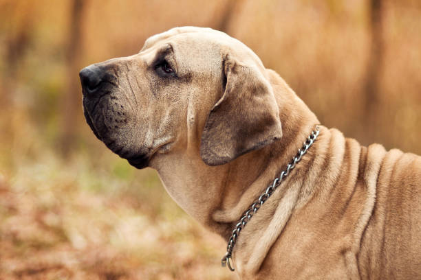 portrait de chien de fila brasileiro, scène d’automne - molosser photos et images de collection