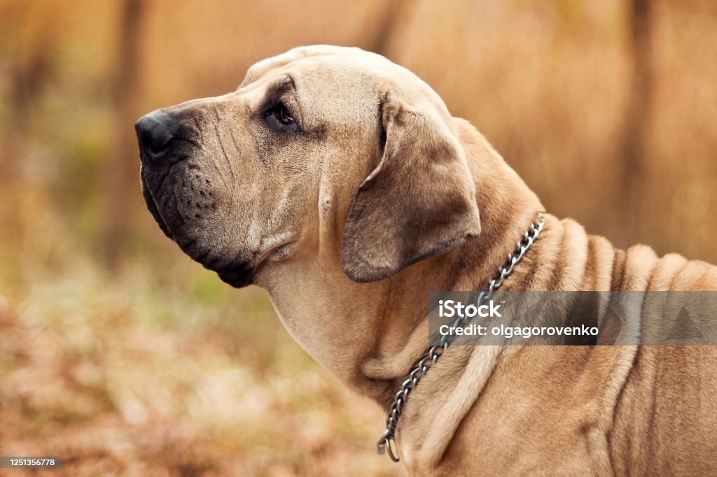 Fila Brasileiro dog portrait, autumn scene Adult Fila Brasileiro (Brazilian Mastiff) dog profile portrait, autumn scene Dog Stock Photo