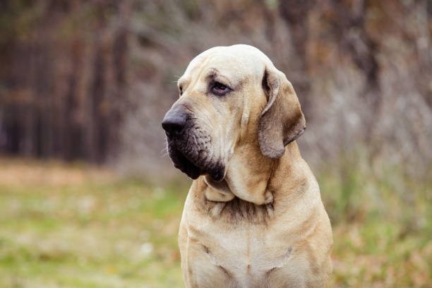 fila brasileiro retrato de perro, escena otoñal - molosser fotografías e imágenes de stock