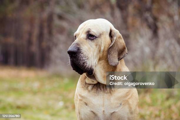 Fila Brasileiro Dog Portrait Autumn Scene Stock Photo - Download Image Now - Mastiff, Aggression, Brazil