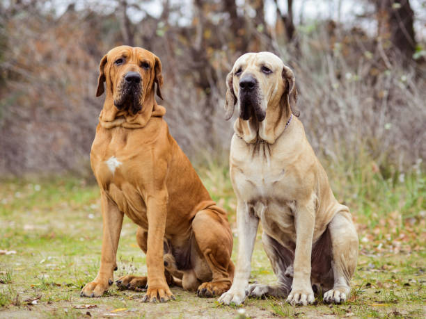 dos perros fila brasileiro divirtiéndose, escena otoñal - molosser fotografías e imágenes de stock