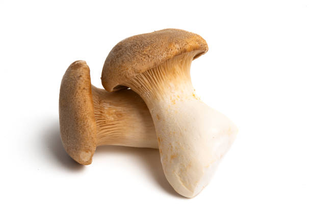 istock eringi mushrooms isolated 1251357923