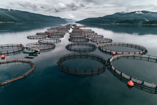 낚시. 물고기 인클로저가 많은 대형 어류 농장을 조망할 수 있습니다. - fishing fishing industry sea fish 뉴스 사진 이미지