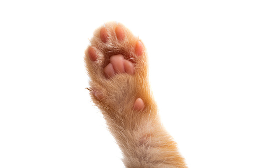 Cute cat trying to sleep at its owner's feet