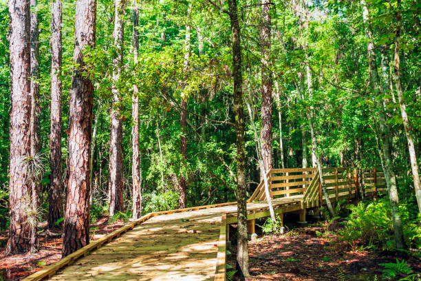 istock Taking a stroll through the forest surrounding the Boardwalk within Shingle Creek Park & Preserve in Kissimmee, Florida 1251359331