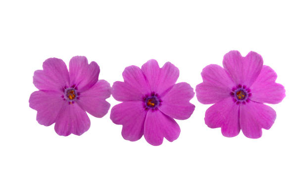 istock phlox flower isolated 1251359712
