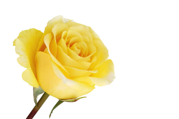 istock Blooming Yellow Rose Isolated on White Background 1251359887