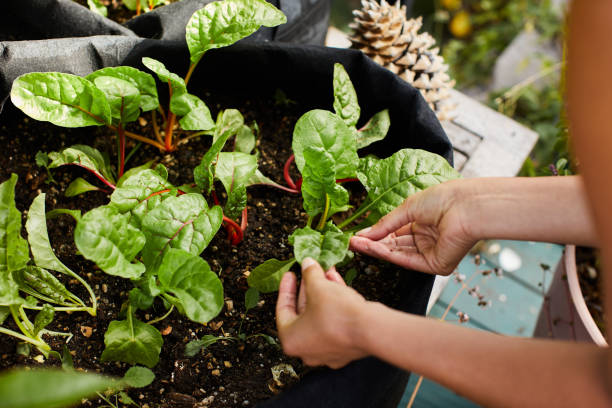 donna che esamina le piante di spinaci che crescono nel suo giardino urbano - plant spinach foto e immagini stock