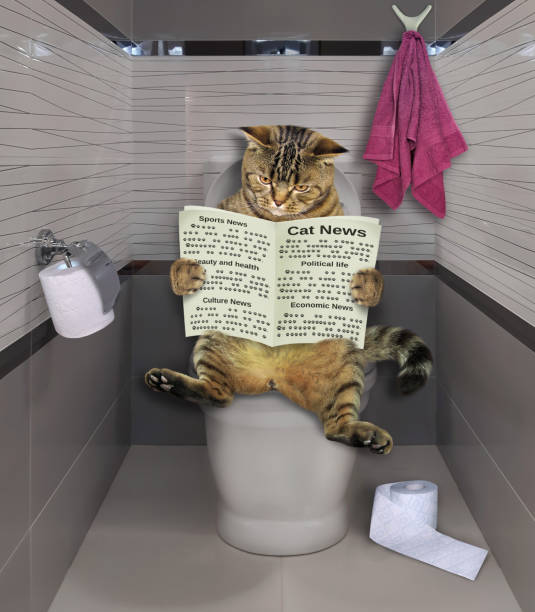 istock Cat reads newspaper on toilet bowl 2 1251360961