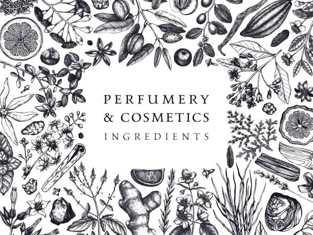 ilustraciones, imágenes clip art, dibujos animados e iconos de stock de diseño de ingredientes de perfumería y cosméticos dibujados a mano. - musk