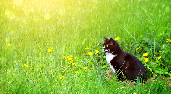 Cute black and white cat on summer lawn