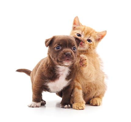 Kitten and a puppy are playing isolated on a white background.