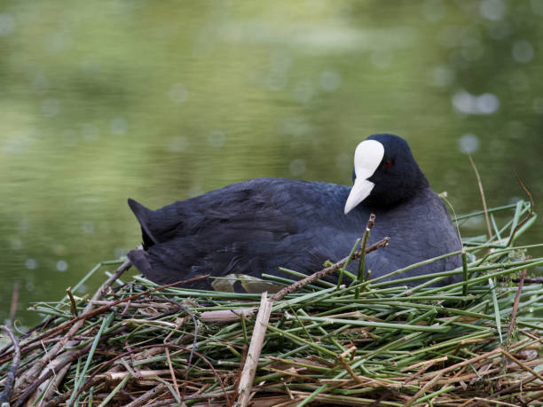 istock A coot (Fulica atra) sitting on its nest 1251363591