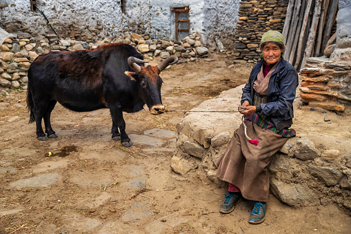 Tibetan woman leads yak in small village in Upper Mustang. Mustang region is the former Kingdom of Lo and now part of Nepal,  in the north-central part of that country, bordering the People's Republic of China on the Tibetan plateau between the Nepalese provinces of Dolpo and Manang.