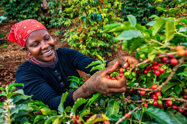 młoda afrykańska kobieta zbierająca wiśnie kawowe, kenia, afryka wschodnia - women red fruit picking zdjęcia i obrazy z banku zdjęć