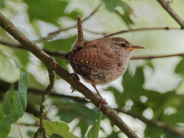 istock A wren (Troglodytes troglodytes) sitting on the branch 1251363871