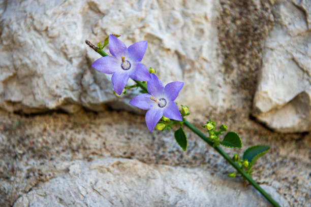 istock blue bells flowers  on background 1251363891